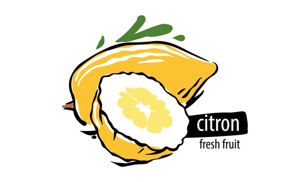 Drawn vector citron on a white background