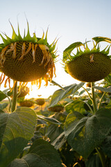 Sunflower detail
