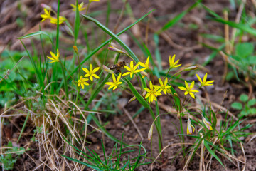 Yellow star-of-Bethlehem flowers (Gagea lutea) on a green meadow