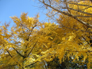 黄色く色付いた、晩秋のイチョウ
