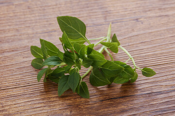 Young fresh green basil leaves
