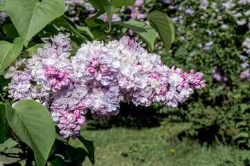 Common Lilac (Syringa vulgaris) in park, Central Russia