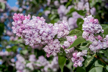 Common Lilac (Syringa vulgaris) in park, Central Russia