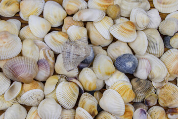 Background of the sea shells. Summer vacation concept