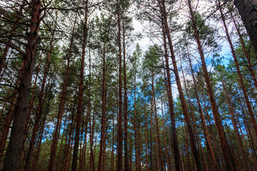 View of a pine forest at autumn