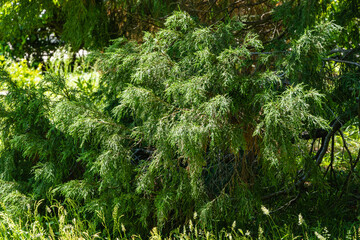 Lawson's cypress filamentous in Adler Arboretum Southern Cultures against blurred background of evergreens. Selective focus. Close-up. Tall tree with beautiful crown. Spring in Adler (Sirius), Sochi.