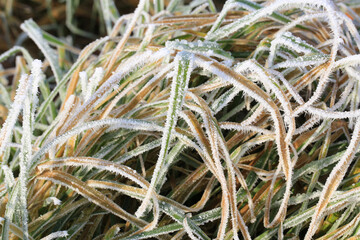 Frozen grass in cold December