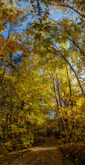Fototapeta premium Golden fall. Deciduous forest in Central Russia