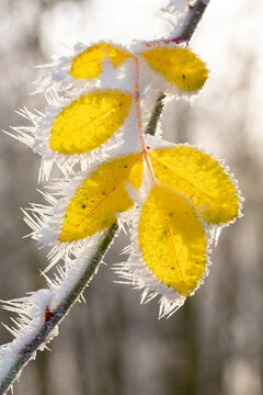 Yellow leaves of a dogrose in sunny cold December