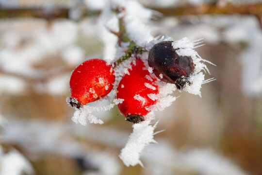 Beautiful rosehips with ice crystals in cold December