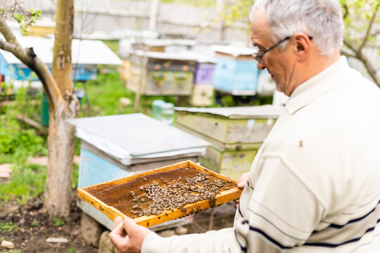 Portrait of an elderly male beekeeper in an apiary near beehives with a frame of honeycombs in the hands