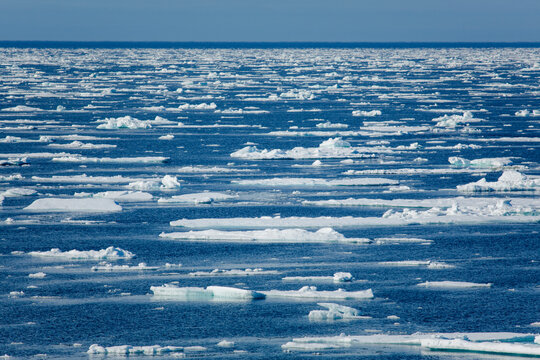 Icebergs floating in the melting sea ice in the Davis Strait.