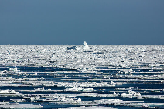 Icebergs floating in the melting sea ice in the Davis Strait.
