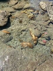 小笠原諸島 父島 宮之浜海岸 世界自然遺産 小笠原国立公園 小笠原 東京