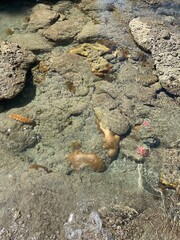 小笠原諸島 父島 宮之浜海岸 世界自然遺産 小笠原国立公園 小笠原 東京