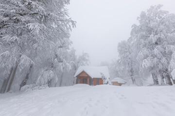 snowy trees all white and one house