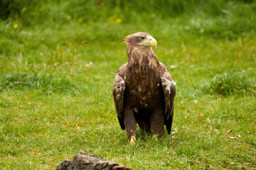 A detailed bald eagle walks in the green grass. The large brown bird of prey looks around
