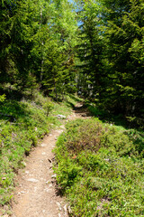 A dirt road on the long distance hiking trail in the Mont Blanc massif in Europe, France, the Alps, towards Chamonix, in summer, on a sunny day.