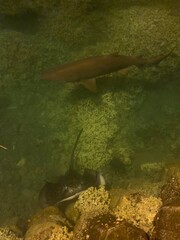 小笠原諸島 父島 とびうお桟橋 シロワニ エイ 世界自然遺産 小笠原国立公園 小笠原 東京 © ii_tomoaki