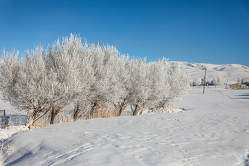 frozen trees in snowy weather fascinated
