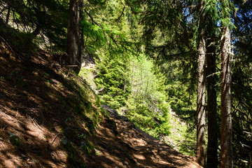 A path in an undergrowth in the Mont Blanc massif in Europe, France, the Alps, towards Chamonix, in summer, on a sunny day.