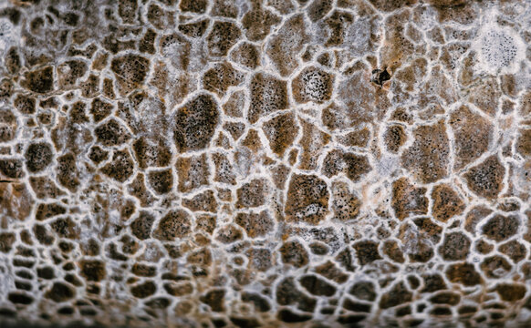 Abstract macro close-up background real nature beauty. Cosmic texture of stone like snake skin surface, beige gray peel, mystic unusual spots, tree bark, mold fungus, unique pattern magnificent color