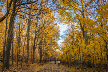Hiking in the woods during fall in Mont Saint Bruno National Park, in Monteregie region of Quebec, Canada