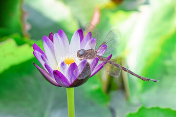Dragonfly perching on the purple lotus flower in the natural pond