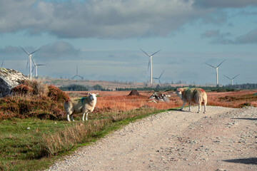 Flock of sheep standing on a grass on a side of a small country road, Wind farm and bog with turf...