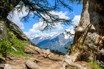 Ein Wanderweg vor dem Mont-Blanc-Massiv im Mont-Blanc-Massiv in Europa, Frankreich, den Alpen, in Richtung Chamonix, im Sommer, an einem sonnigen Tag.