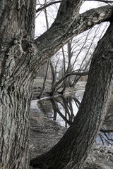 Beautiful old trees in the park.