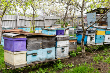 Rows of hives under branches with cherry blossoms. Apiary in the spring in aperil. Honeybees collecting pollen from white flowers in garden.