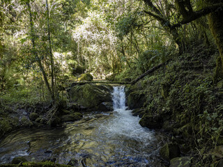 Obraz premium Interior of a rainforest in the San Gerardo de Dota area, Costa Rica
