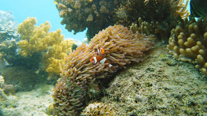 Fototapeta na wymiar A Clown Anemonefish sheltering among the tentacles of its sea anemone. Underwater world with corals and tropical fishes