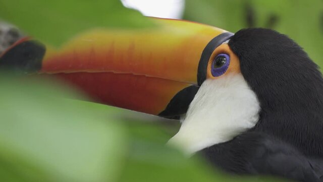 Extreme close up of a toco toucan looking curiously surrounded by deep forest vegetation. Detailed beak and blue eyes. Slow motion