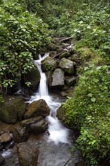 Forest mountain stream. Costa Rica