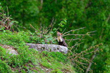 Naklejka na ściany i meble A marten shows itself in the forest in the Mont Blanc massif in Europe, France, the Alps, towards Chamonix, in summer, on a sunny day.