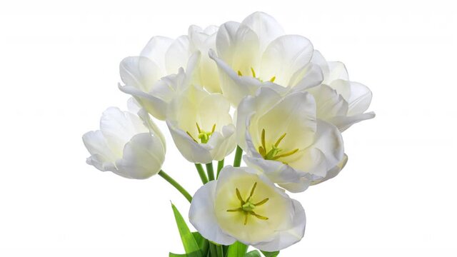 Beautiful bouquet of white tulips on white background, close-up. Holiday bouquet. Wedding backdrop, Valentines Day, Easter concept.