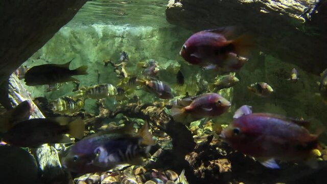 Small fishes on a water tant at Sea life aquarium minnesota MOA