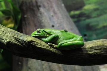 シドニー・タロンガ動物園のクツワアメガエル