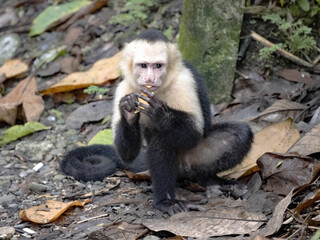 The Panamanian white-faced capuchin, Cebus imitator, is a very skilled primate. Costa Rica