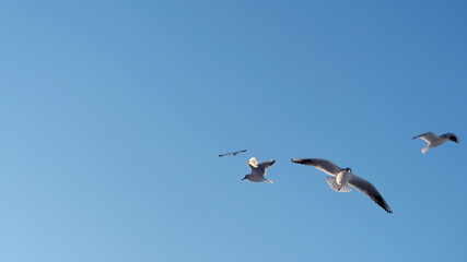 Fototapeta na wymiar three seagulls are flying in the sky on a blue background. seabirds