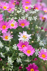 Fototapeta na wymiar Pink Daisy Flowers Summer Flora