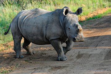 Rhino mutilation in an effort to protect