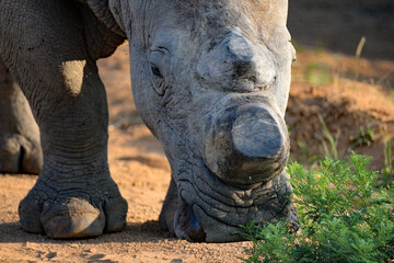 Rhino mutilation in an effort to protect