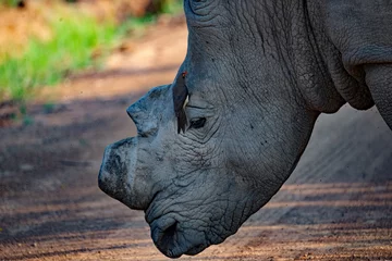 Deurstickers Rhino mutilation in an effort to protect © Angela
