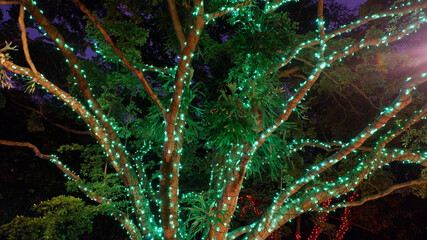 festival tree lights lighting up the sky with green ambience