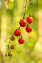 tomatoes on branch