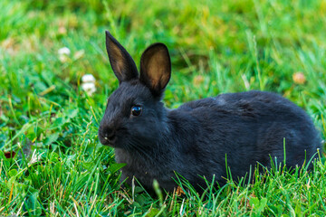 Little black rabbit on the green grass eating in summer Easter celebration beautiful pet animal