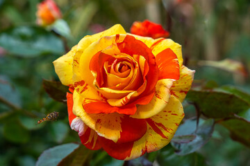 Beautiful rose bud with multi-colored yellow and red petals close-up in the garden on a blurred background